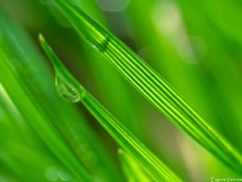 Натянутые струны / Май, 2011