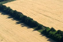 Хлебные поля. / Геометрия спелых пшеничных полей и лесопосадок характерна для юга Украины.
