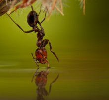 ВВЕРХ  ТОРМАШКАМИ / висящий муравей