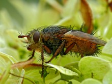 Ежемуха свирепая / Tachina fera