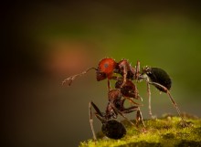 &quot;ВОЗВРАЩЕНИЕ БЛУДНОГО СЫНА&quot; / муравьи