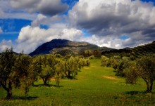 оливковые сады / где то в Андалусии