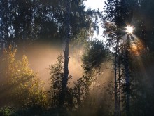УТРО В ЛЕСУ / Утро в лесу.