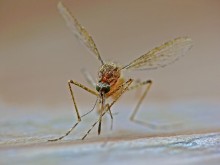 Комар настоящий Culex pipiens / Комар настоящий Culex pipiens