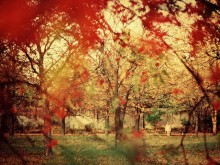 такая осень.. / плёнка, Nikon f100, 50 mm