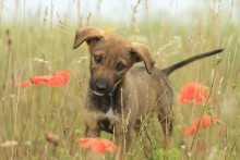 Травушка-муравушка / Собака, Canis, lupus, familiaris