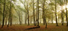 осенью в лесу / раннее утро в том же лесу.)
