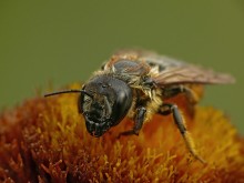 Пчела медоносная Apis mellifera / Пчела медоносная Apis mellifera