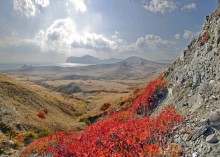 осенние наряды скумпии / приезжайте поснимать наряды скумпии в солнечных лучах