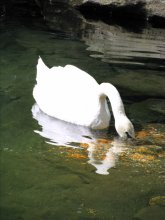 Лебедь белый / Лебедь белый
