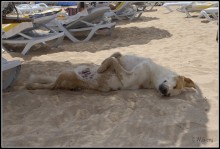 Собачья жизнь... / На пляж прибегает собачка (хотя это неположено в районе отелей), забегает в море по брюхо, хлебает немножко водички, выбегает из воды, находит тенек от зонтика и заваливается брюхом кверху... что Вы и видите