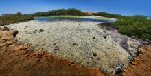 Мангры / Мангровые заросли и бывшая солёной вода Красного моря, опресненная ими.