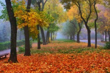 осень- краса / яркие краски туманным утром