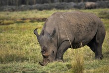 Носорог бодает рогом... / Не шутите с носорогом!!! )))