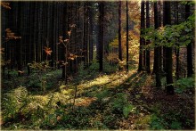 Тёплый лес... / Вариант обработки....