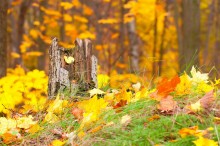 Осень в лесу. / Октябрь 2011