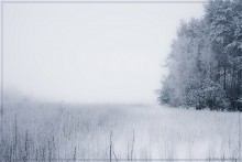 зимняя дрема / зима. туман. лес.