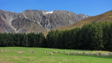 Страна овец / Снимок сделан в апреле 2011 года на Южном острове Новой Зеландии
