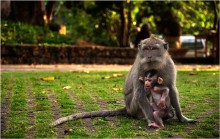 Monkey Forest / ------------------