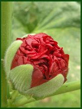 Рождение нового цвета / Бутон шток-розы