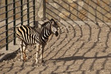 Парадокс / И у зебры бывают то черные то белые полосы