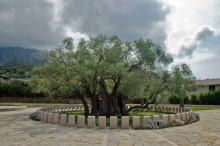 Старейшее дерево Европы / В этом году снова посетил Черногорию - отснять то, что не успел в 2007, переснять, что не очень устраивало в прошлый раз. 
Этой оливе в г. Бар более 2000 лет. Из Будвы проще всего попасть туда рейсовым автобусом.