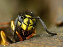 Оса саксонская / Dolichovespula saxonica