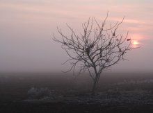 Утренний иней... / Херсонская область.