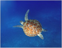 Прокати, морская черепаха! / Сноркелинг в индийском океане!