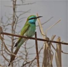 ЩУРКА / Зелёная, или персидская щурка (Merops persicus)