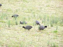 Куры? Нет! / ***