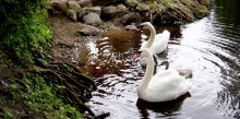 Swans.. / ***