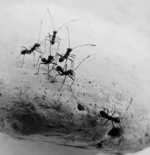 Ant Party / ***