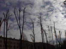когда деревья станут большими / словно оттопыренные пальцы смотрят в небо, в облака