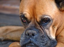 Старость - не радость / Старый боксер снят на крыльце своего дома.