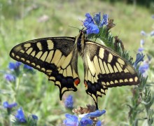 Волшебные крылья лета / Махаон - довольно тяжелая бабочка, чтобы удержаться на цветке, почти непрерывно машет крыльями, поэтому сделать удачный снимок очень сложно. Чтобы получить представление о том, как махаоны собирают нектар с цветков, можете посмотреть мои видеоролики по ссылкам:
http://video.yandex.ru/users/gutm/view/1
http://video.yandex.ru/users/gutm/view/2