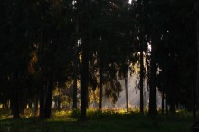 light / no d/