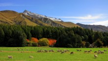 Осень в стране овец / Снимок сделан на Южном острове Новой Зеландии в апреле 2011 года.