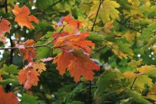 Краски осени / Осень,прекрасная пора очей очарование