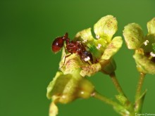 Нектар / Рыжий муравей лакомится нектаром
Май, 2011 г.
