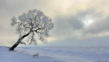 Зимнее одиночество / Зима,иней,мороз,дерево,облака