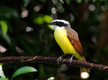 Great kiskadee / Большая питанга (лат. Pitangus sulphuratus) — певчая птица семейства тиранновые