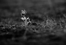 и один в поле воин / распускающийся цветок сон-травы