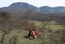 &nbsp; / Начало весны в Крыму,буренка вышла на пастбище