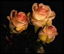 Три Розы... / http://www.youtube.com/watch?v=TCupGRvyH2g