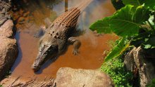 Смертельная рептилия / Снимок сделан в марте 2011 года в парке живой природы в Кернсе (Австралия)