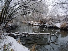 Сказка зимнего леса / Первый снег зимы