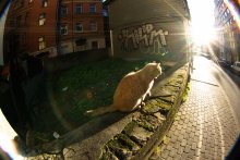 All cats go to the Sun / Riga. Autumn