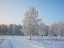 Берёза у заснеженной дороги / Красивый зимний пейзаж