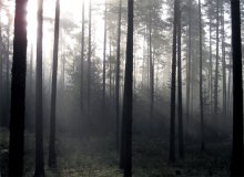 утро в лесу / осеннее утро